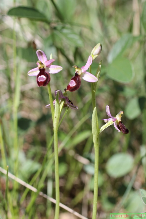 Ophrys sp: Ntre D: B: S: Malmort-84-14:05:2013 (3)