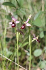 Ophrys sp: Ntre D: B: S: Malmort-84-14:05:2013 (3)