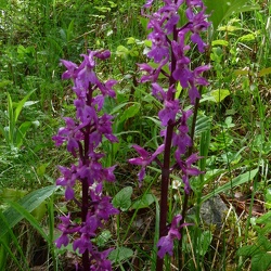 Orchis