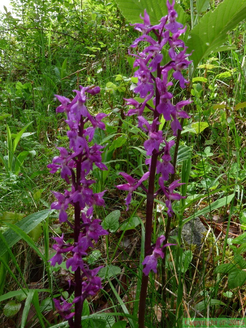Orchis mascula, Ch: St Michel-Les Houches-13:04:2014