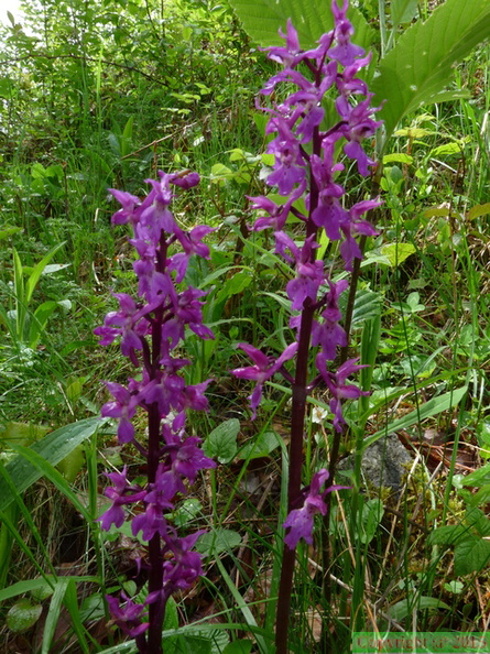 Orchis_mascula,_Ch:_St_Michel-Les_Houches-13:04:2014.JPG