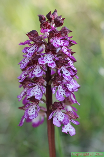 Orchis purpurea a Usinens-23:04:2014 (4)