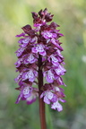 Orchis purpurea a Usinens-23:04:2014 (4)