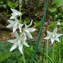 Ornithogalum (ancien)