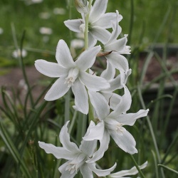 Ornithogalum (nouveau)