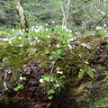 Oxalis acetosella, Ravin de la morte a St G: sur Rhone-06:04:2012