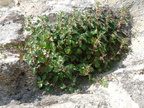 Parietaria ramiflora,Chat: de grignan-Drome-12:05:11: