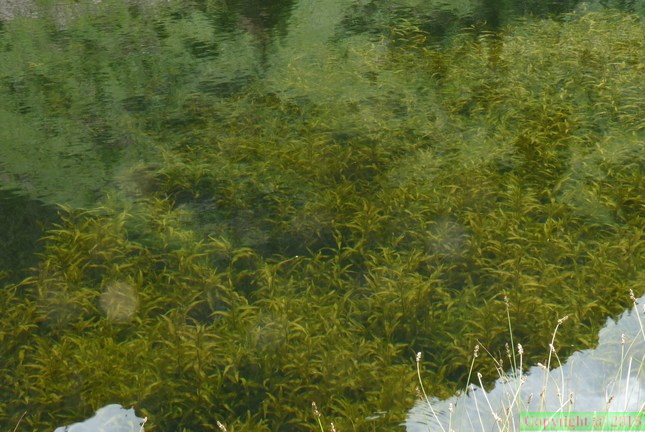 Potamogeton alpinus-lac Damoz les moulins-St J: D'aulps-16:08:2014
