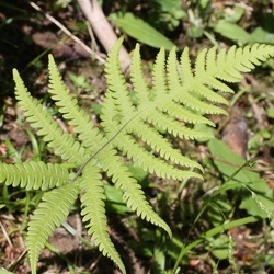 Phegopteris