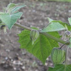 Physalis