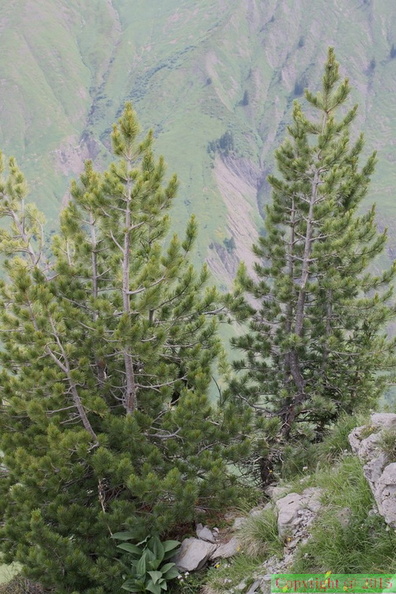 Pinus cembra, Pte d'Uble-04:07:2012