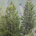 Pinus cembra, Pte d'Uble-04:07:2012