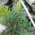 Pinus cembra, Pte d'Uble-04:07:2012 (2)