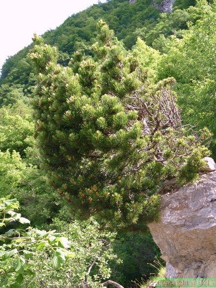 Pinus_montana-Salève-Bossey_-DJ:27:05:09:.JPG