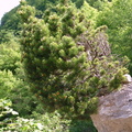 Pinus_montana-Salève-Bossey_-DJ:27:05:09:.JPG