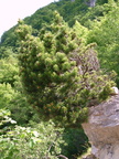 Pinus montana-Salève-Bossey -DJ:27:05:09: