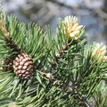 Pinus_montana,_tourb:_de_sommand-03:07:2012.JPG