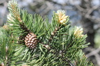 Pinus montana, tourb: de sommand-03:07:2012