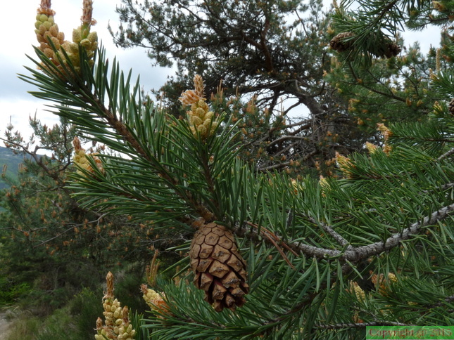 Pinus_sylvestris,_Ntre_Dame_du_Laus-07:05:2014.JPG