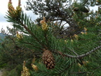 Pinus sylvestris, Ntre Dame du Laus-07:05:2014