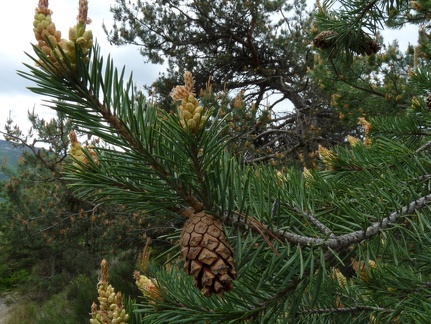 Pinus sylvestris, Ntre Dame du Laus-07:05:2014
