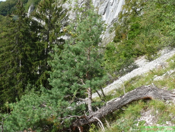 Pinus sylvestris-Vallon de Nant debout-1150m:-B: de Thuy-03:09:11: