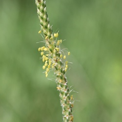 Plantago