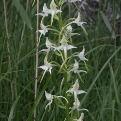 Platanthera