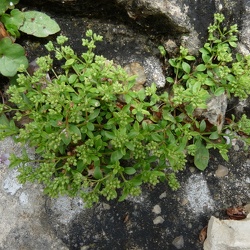Polycarpon