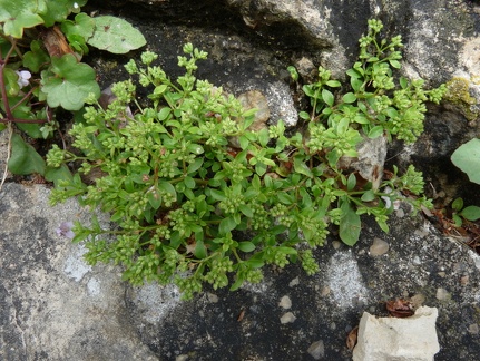 Polycarpon tetraphyllum-Roque sur Cèze-30- 17:05:2013
