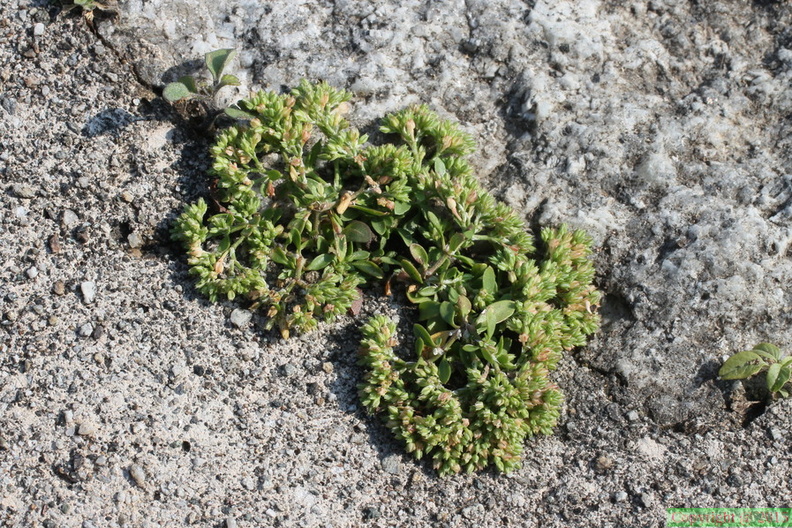 Polycarpon tetraphyllum, Verbenia, lac d'orta-31:05:2014