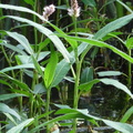 Polygonum amphibium, le Petit lac, a lully-23:08:2012