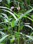Polygonum amphibium, le Petit lac, a lully-23:08:2012