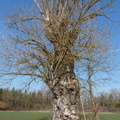 Populus nigra(ca 1,80m: diam:) Amancy,10:03:2012 (2)