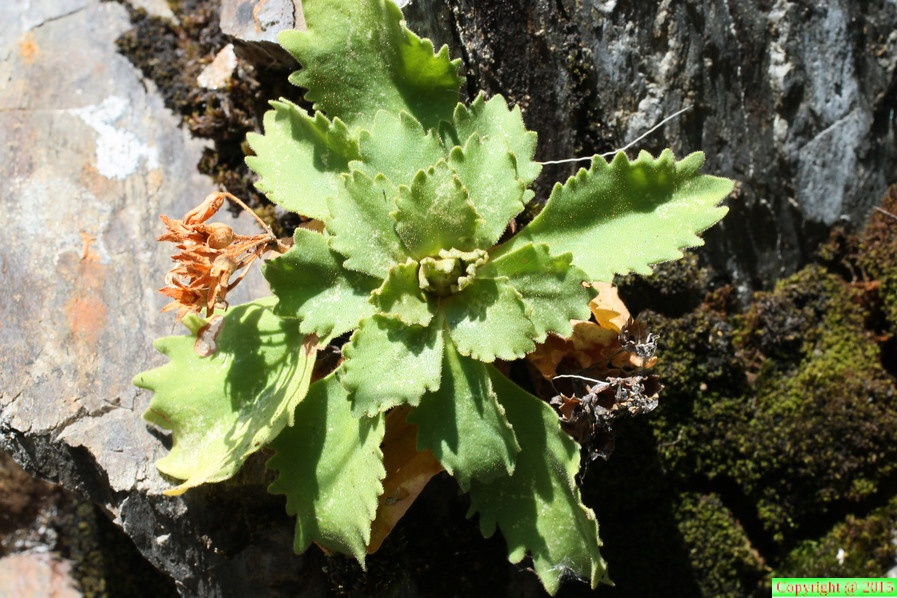 Primula hirsuta, gorges diosaz a 1350m:-07:09:2012