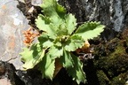 Primula hirsuta, gorges diosaz a 1350m:-07:09:2012