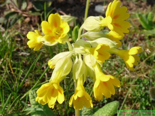 Primula officinalis Lully 04:09