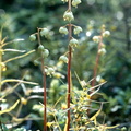 Pyrola chlorantha (vouan)