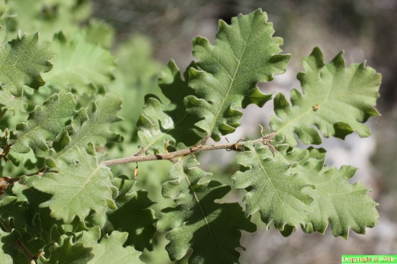 Quercus pubescens,-Malmort-84-14:05:2013