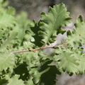 Quercus pubescens,-Malmort-84-14:05:2013