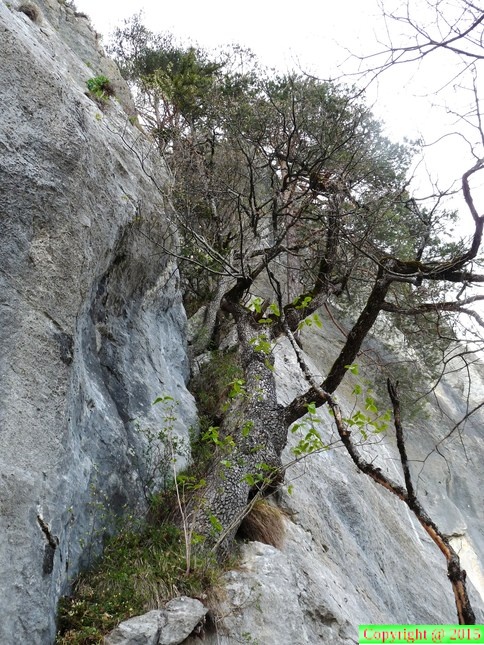 Quercus pubescens(tronc de 0,50m:diam:)rochers de balme,a 1000m: Arache les C:-26:04:2012