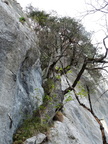 Quercus pubescens(tronc de 0,50m:diam:)rochers de balme,a 1000m: Arache les C:-26:04:2012