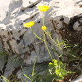 Ranunculus breyninus, aravis, entre la creuse et Cbe torchère,alt:2000m:-27:07:2013