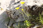 Ranunculus breyninus, aravis, entre la creuse et Cbe torchère,alt:2000m:-27:07:2013