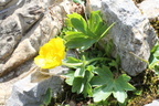 Ranunculus montanus s: str: entre cornebois et boccor-Chatel, 22:08:2014