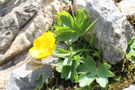 Ranunculus montanus s: str: entre cornebois et boccor-Chatel, 22:08:2014
