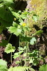 Ranunculus lanuginosus-Ft Départ:-Chap: D'ab:-05:07:2013 (2)