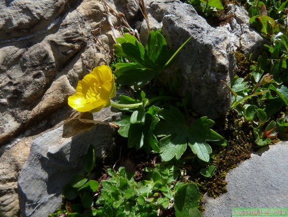 Ranunculus montanus,ssp: montanus, vers Cornebois,a 2150m:-Chatel-22:08:2014