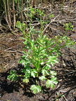 Ranunculus sceleratus-Prat-Quemond -le Lyaud -DJ: 030609