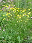 Ranunculus acris ssp: acris, Plat: des glières-09:07:2013